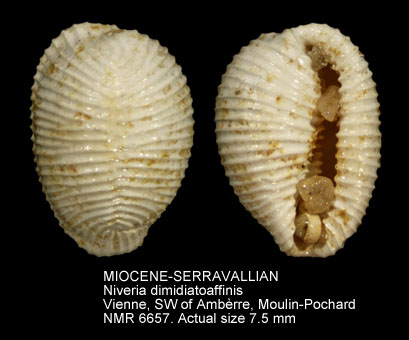 MIOCENE-SERRAVALLIAN Niveria dimidiatoaffinis.jpg - MIOCENE-SERRAVALLIAN Niveria dimidiatoaffinis (Sacco,1894)